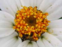 ホソバヒャクニチソウ〔細葉百日草〕の花（写真）